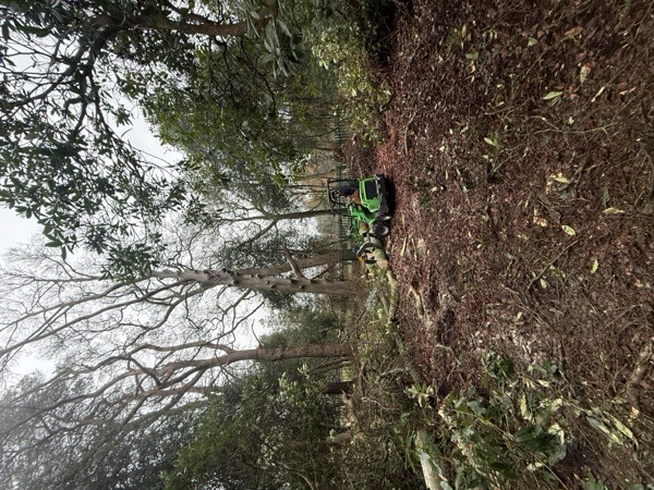 Tree surgeon climbing in hi-vis