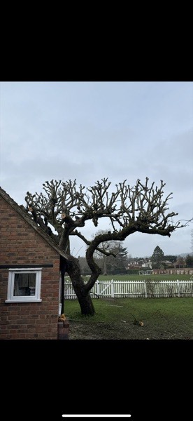 Pollarded tree by house