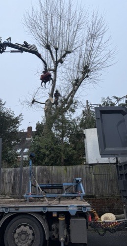 Crane lifting worker to tree