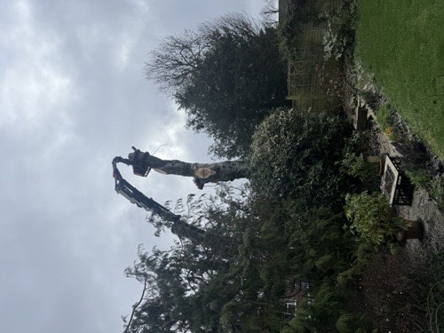 Crane removing tree trunk