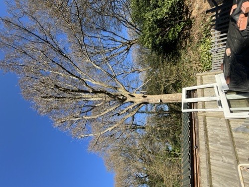Large tree viewed from below