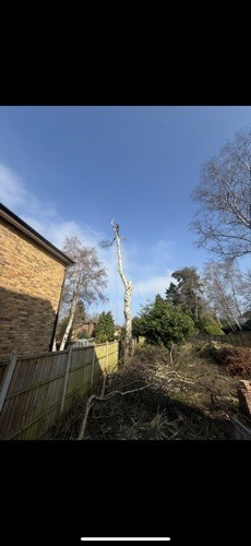 Climber at top of stripped tree