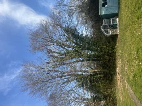 Trees in garden before work