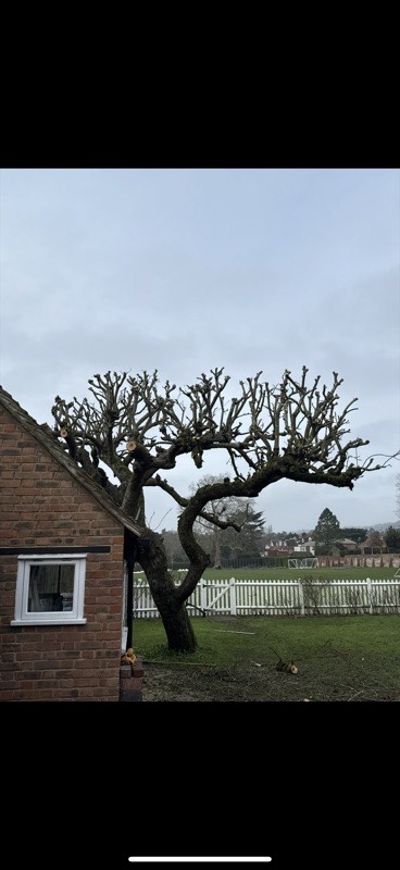 Crown reduction, pollarded tree