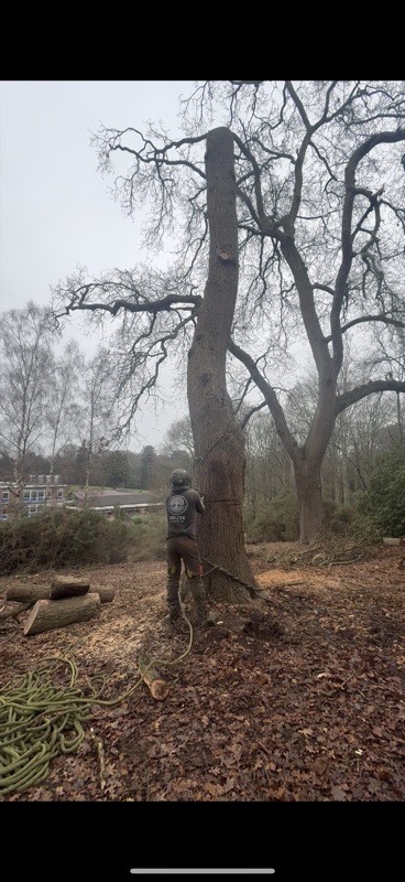 Arborist felling a large tree