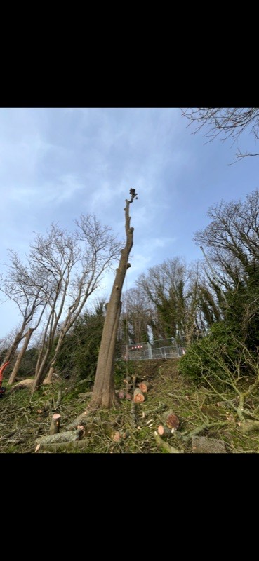 Tree surgery, climber at top of tree